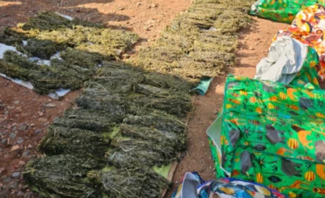 FIVE ARRESTED AS NACADA SEIZES BHANG WORTH KSH 2M, COUNTERFEIT ALCOHOL IN KISII