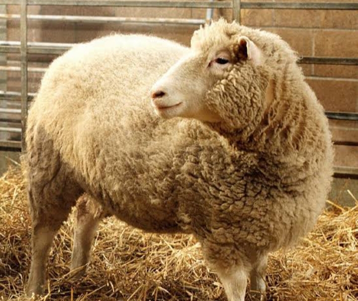 TODAY IN HISTORY: DOLLY THE SHEEP  BECOMES THE FIRST MAMMAL TO BE CLONED FROM AN ADULT CELL