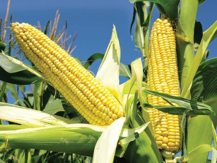 Soaring Maize Prices Deepen Food Crisis as Shortage Bites