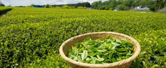 KENYA AND IRAN TO LIFT TEA EXPORT BAN AFTER NEW TRADE DEAL