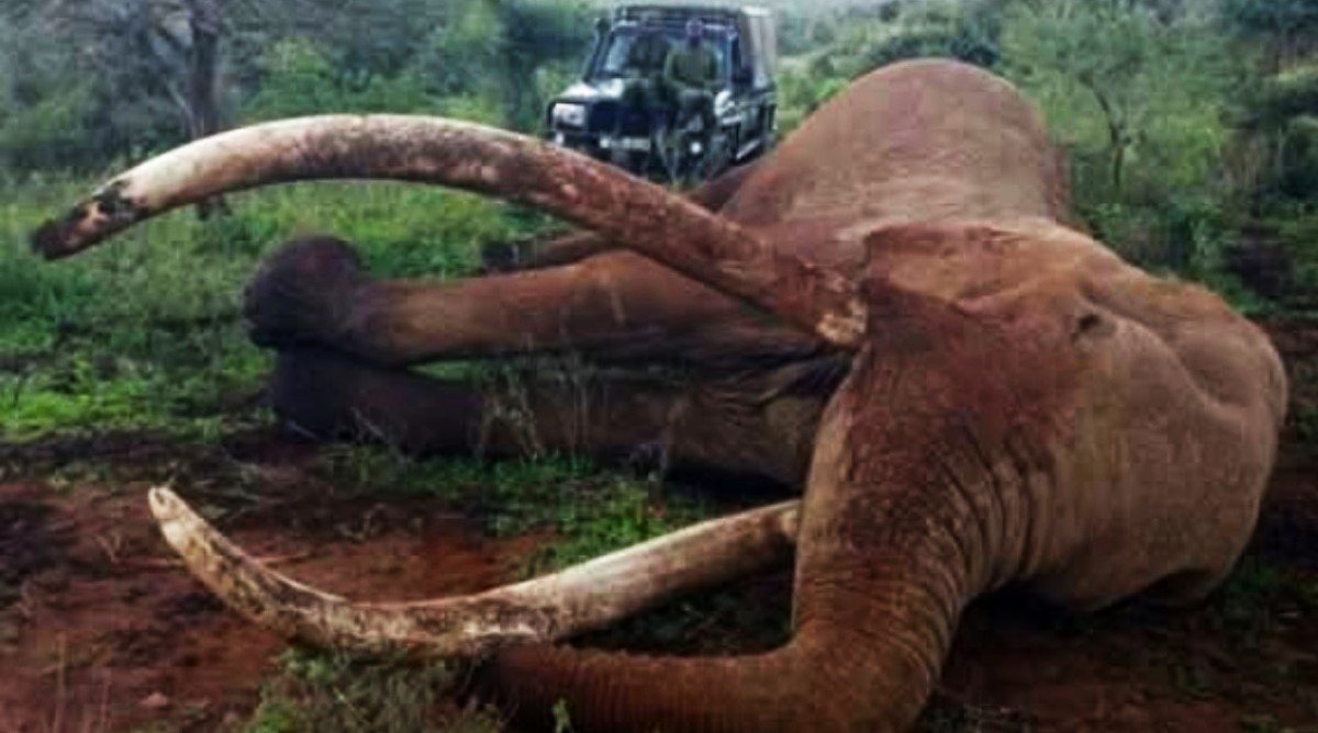 KENYA'S ICONIC ELEPHANT ( CRAIG) DIES AT 54.