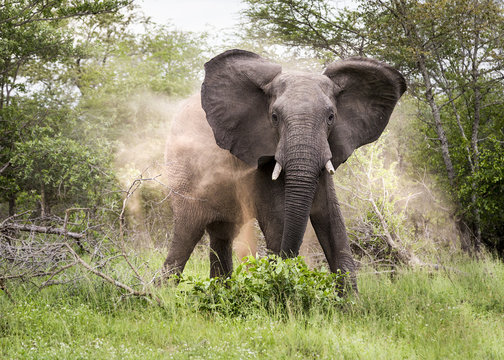 Elephant Kills  A Man in Machakos
