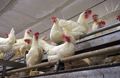 SWEDEN BECOMES FIRST CAGE- FREE EGG NATION