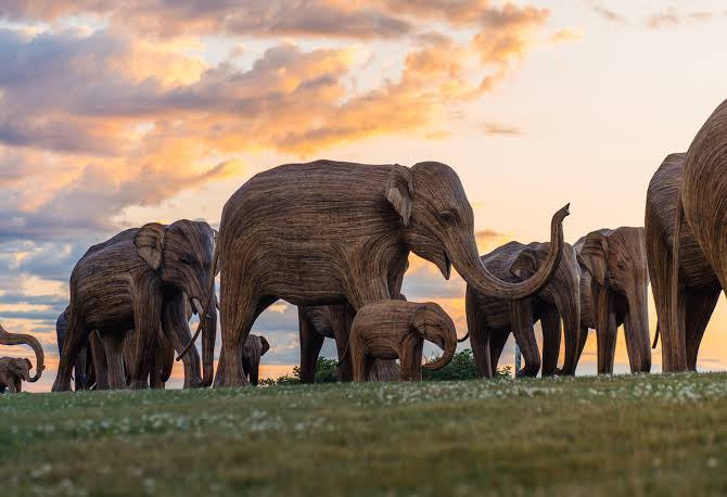 ZIMBABWE AUTHORIZES THE SLAUGHTER OF AT LEAST 50 ELEPHANTS
