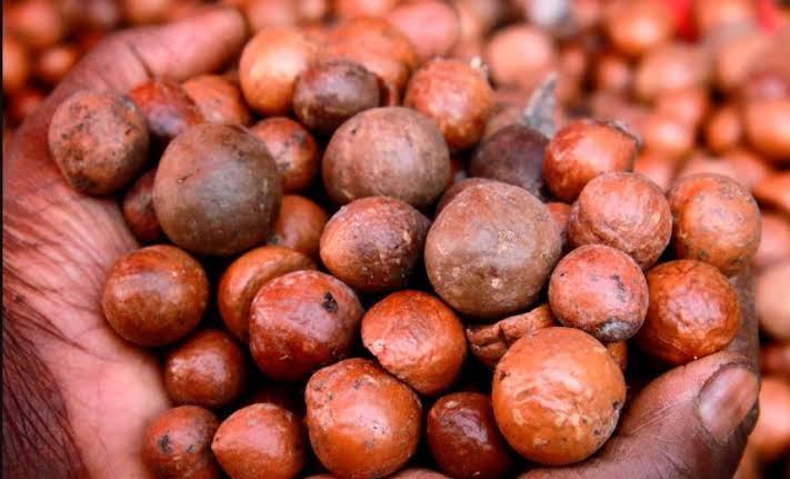 AFA IMPOSES BAN ON RAW MACADAMIA TRANSIT AND EXPORT VIA KENYA