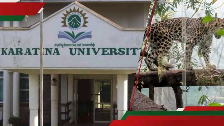Leopard, Cubs Spotted in Karatina University